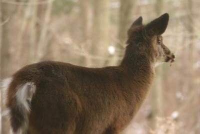 Deer Staring