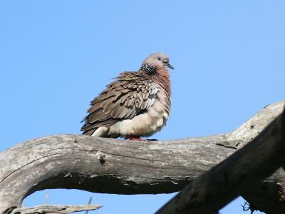 Spotted Turtledove