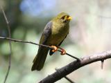 Bell Miner