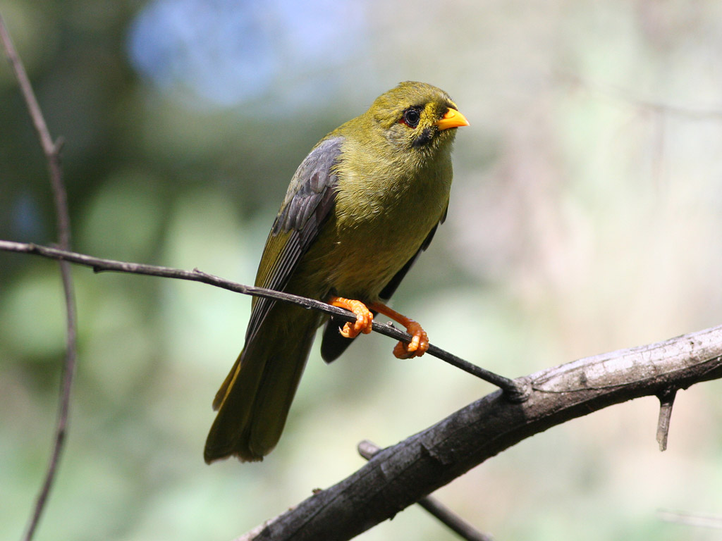 Bell Miner