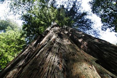 Giant Redwood