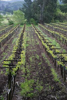Sonoma Valley vines