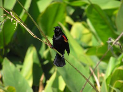 Red-Winged Black Bird