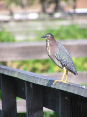 Green Heron
