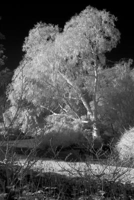 Eucalyptus in the Winter