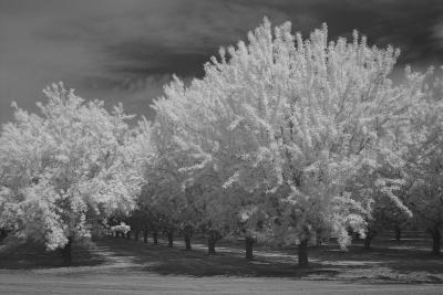 Almond Orchard Infrared