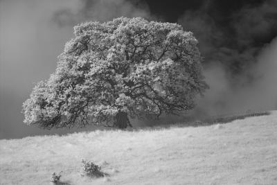Lone Tree Above the Fog Line
