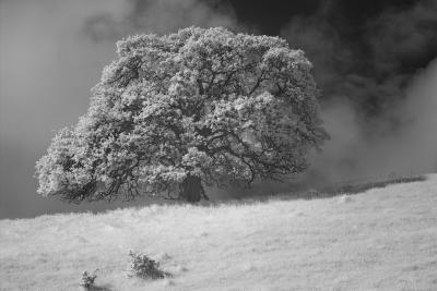 Lone Tree Above the Fog Line