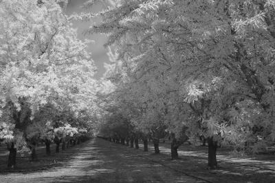 Almond Orchard Infrared