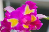 IMG25737blc ppl ylw f11 08s 180.jpg