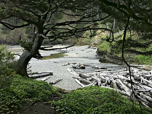 Driftwood Cove