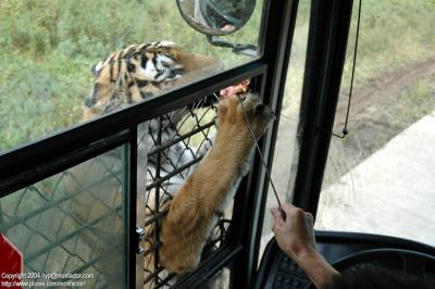 Shenyang 瀋陽 - 棋盤山森林野生動物園 - 東北虎 Manchurian Tiger (Felis tigris manschurica)