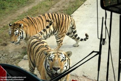 Shenyang 瀋陽 - 棋盤山森林野生動物園 - 東北虎 Manchurian Tiger (Felis tigris manschurica)