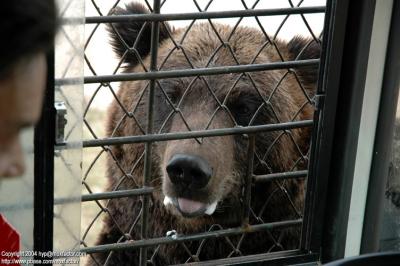Shenyang 瀋陽 - 棋盤山森林野生動物園 - Black Bear