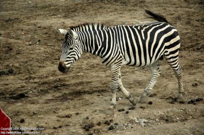 Shenyang 瀋陽 - 棋盤山森林野生動物園 - Zebra