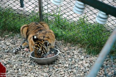 Shenyang 瀋陽 - 棋盤山森林野生動物園 - 東北虎 Manchurian Tiger (Felis tigris manschurica)