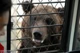 Shenyang 瀋陽 - 棋盤山森林野生動物園 - Black Bear