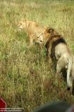 Shenyang 瀋陽 - 棋盤山森林野生動物園 - Lion