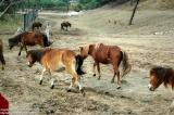 Shenyang 瀋陽 - 棋盤山森林野生動物園 - Pony