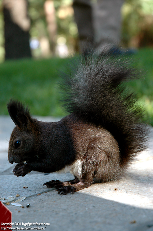 Harbin 哈爾濱 - 太陽島 Sun Island - Squirrel