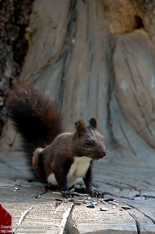 Harbin 哈爾濱 - 太陽島 Sun Island - Squirrel