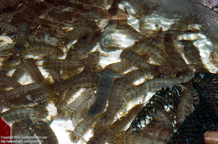 Dalian 大連 - 瀨尿蝦/虾巴 Mantis Shrimp (Oratosquilla oratoria)