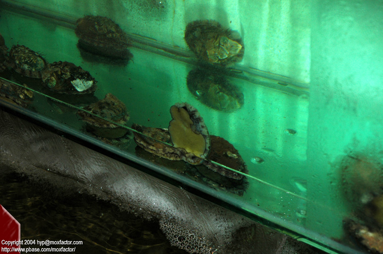 Dalian 大連 - Abalone