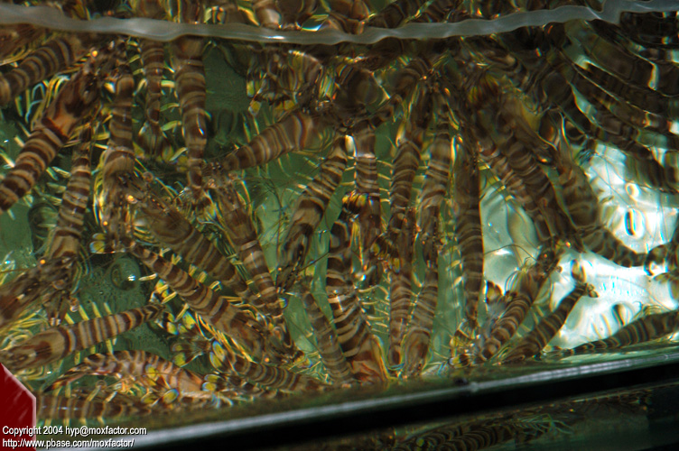 Dalian 大連 - 大虎紋海蝦 Giant Tiger Prawn (Penaeus monodon Fabricius)