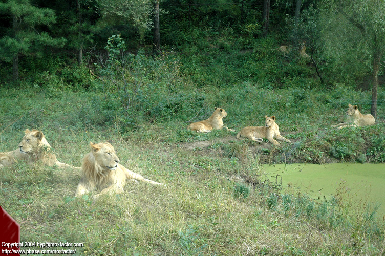 Shenyang 瀋陽 - 棋盤山森林野生動物園 - Lion