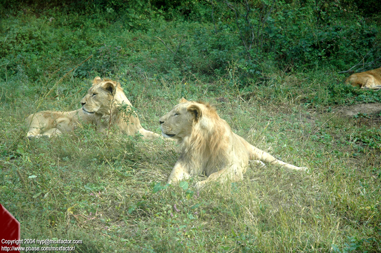 Shenyang 瀋陽 - 棋盤山森林野生動物園 - Lion