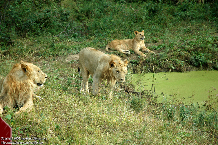 Shenyang 瀋陽 - 棋盤山森林野生動物園 - Lion