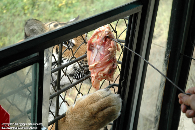 Shenyang 瀋陽 - 棋盤山森林野生動物園 - 東北虎 Manchurian Tiger (Felis tigris manschurica)