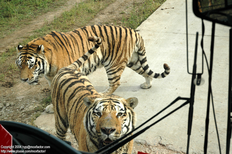 Shenyang 瀋陽 - 棋盤山森林野生動物園 - 東北虎 Manchurian Tiger (Felis tigris manschurica)
