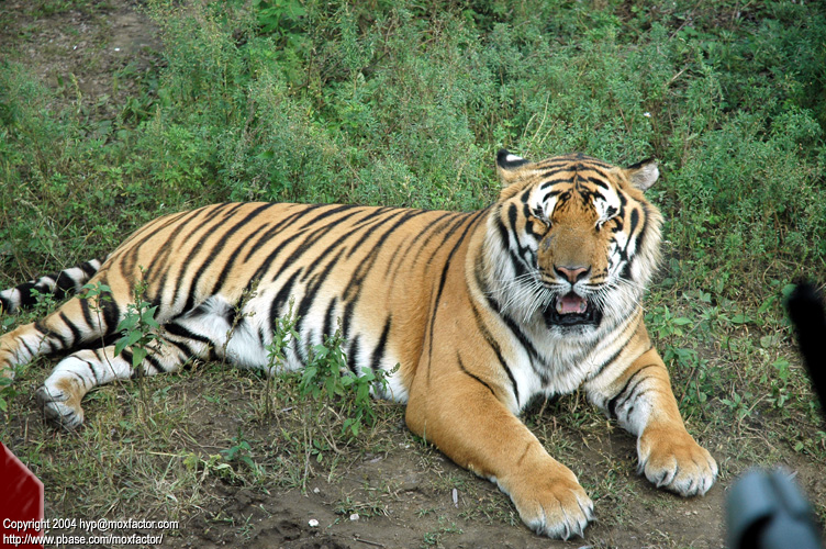 Shenyang 瀋陽 - 棋盤山森林野生動物園 - 東北虎 Manchurian Tiger (Felis tigris manschurica)