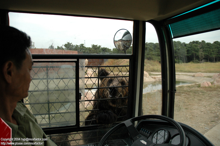 Shenyang 瀋陽 - 棋盤山森林野生動物園 - Black Bear