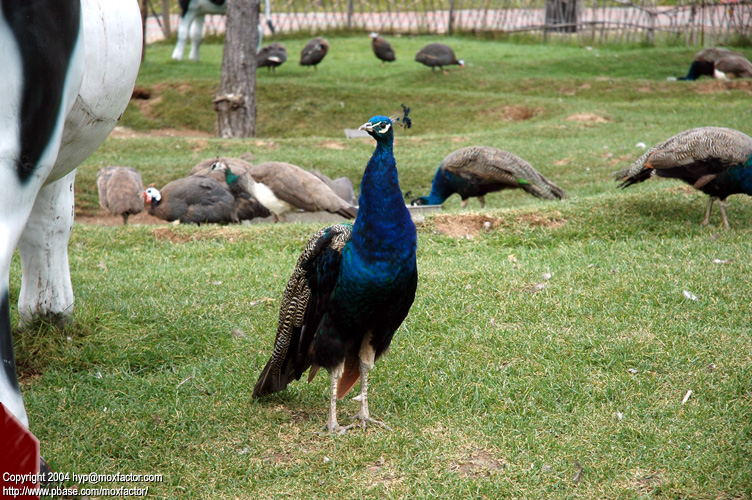 Shenyang 瀋陽 - 棋盤山森林野生動物園 - Peacock