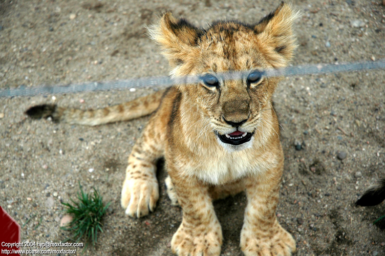 Shenyang 瀋陽 - 棋盤山森林野生動物園 - Lion Cub