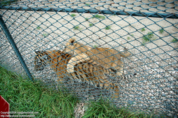 Shenyang 瀋陽 - 棋盤山森林野生動物園 - Lion + Tiger Cubs