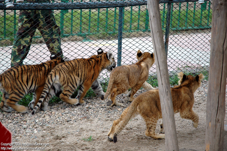 Shenyang 瀋陽 - 棋盤山森林野生動物園 - Lion + Tiger Cubs