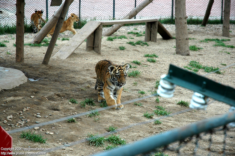 Shenyang 瀋陽 - 棋盤山森林野生動物園 - Lion + Tiger Cubs