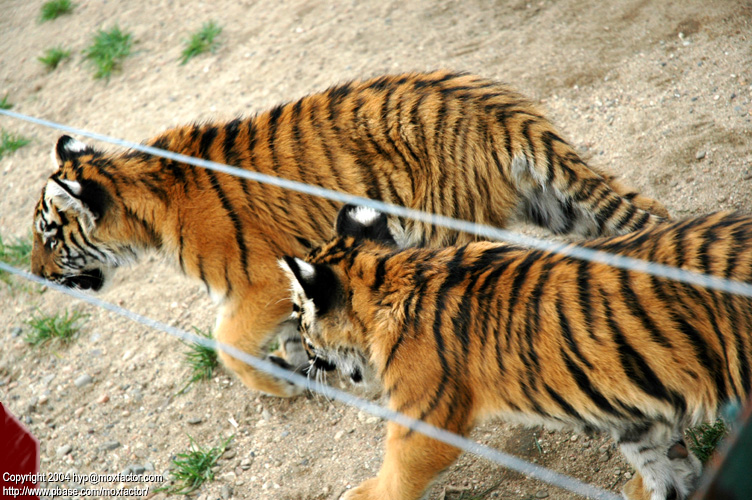 Shenyang 瀋陽 - 棋盤山森林野生動物園 - 東北虎 Manchurian Tiger (Felis tigris manschurica)