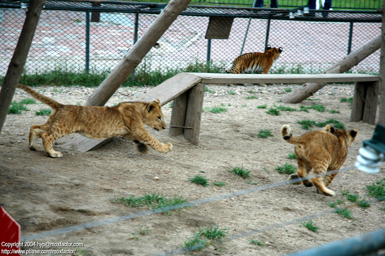 Shenyang 瀋陽 - 棋盤山森林野生動物園 - Lion + Tiger Cubs
