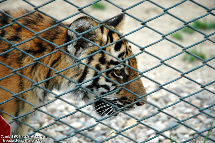 Shenyang 瀋陽 - 棋盤山森林野生動物園 - 東北虎 Manchurian Tiger (Felis tigris manschurica)