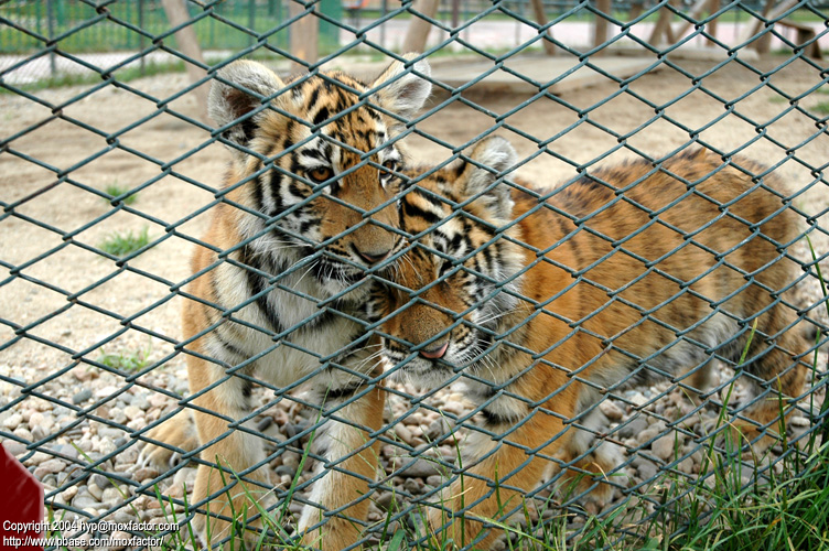 Shenyang 瀋陽 - 棋盤山森林野生動物園