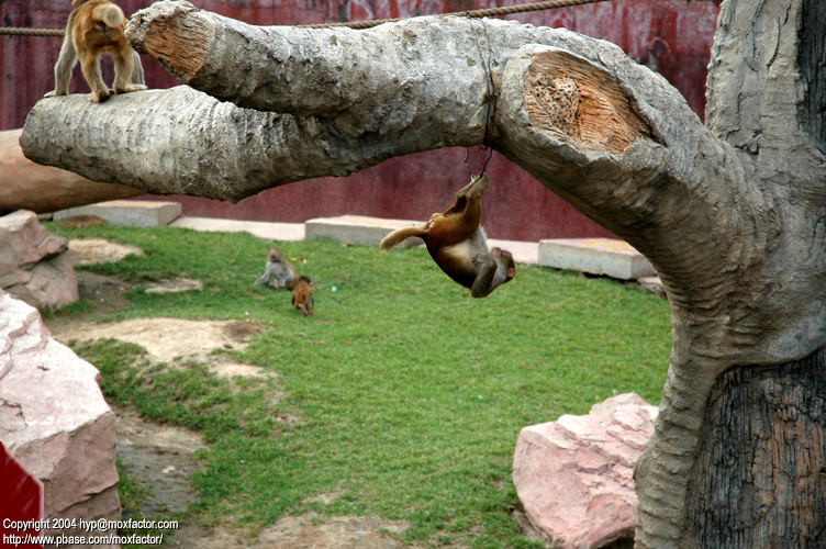 Shenyang 瀋陽 - 棋盤山森林野生動物園 - Monkeys