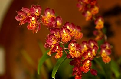 Howeara 'Lava Burst'