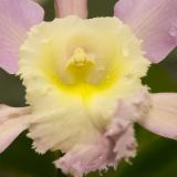 Bc. Groganiae