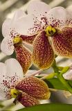 V sanderiana Bhimayothin x V Pimchai Beauty