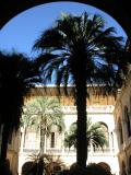 Palms in the courtyard