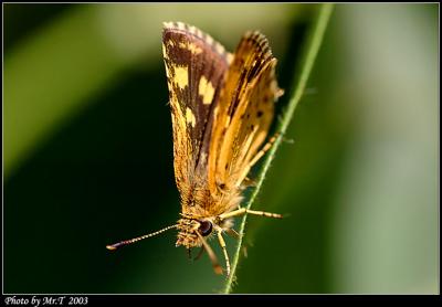 ˽ Bush Hopper (Ampittia dioscorides)